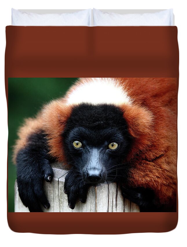 Red Ruffed Lemur Duvet Cover featuring the photograph Whatchya Lookin At by Lens Art Photography By Larry Trager