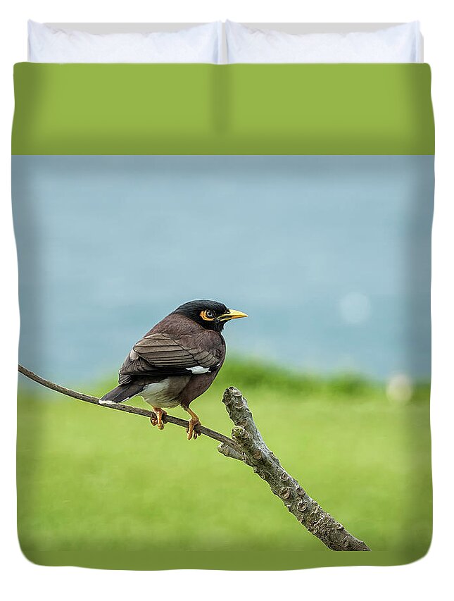 Common Myna Duvet Cover featuring the photograph What's Common About a Common Myna by Belinda Greb