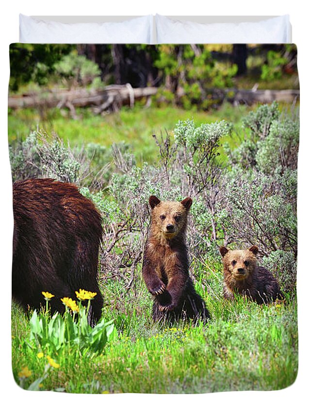 Grizzly 399 Duvet Cover featuring the photograph Where Are We Going Mom? by Greg Norrell