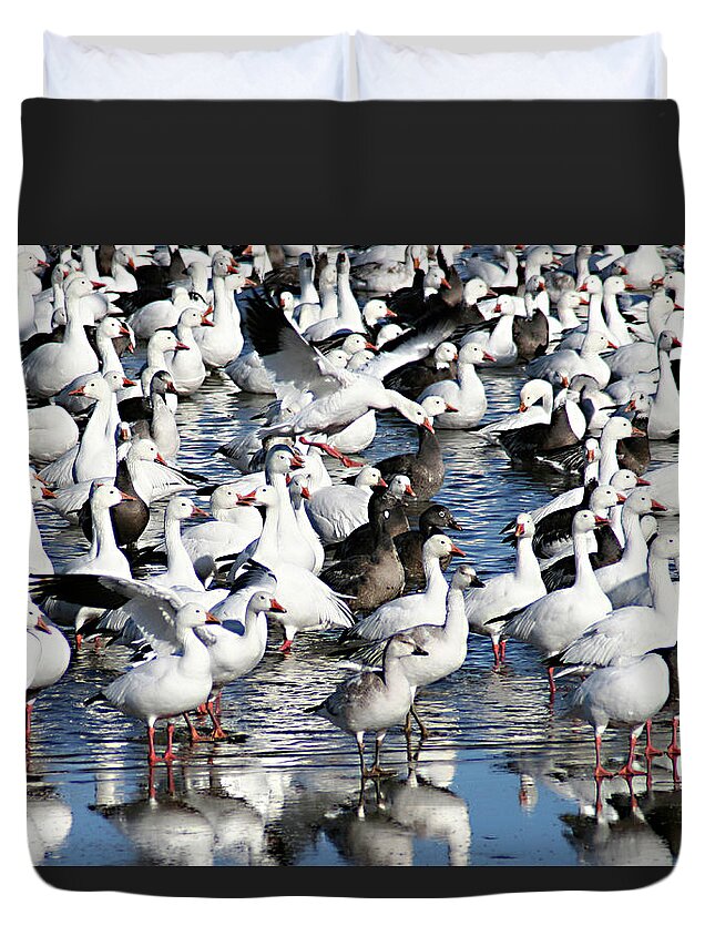 Fowl Duvet Cover featuring the photograph Where is Goose by Steve Karol