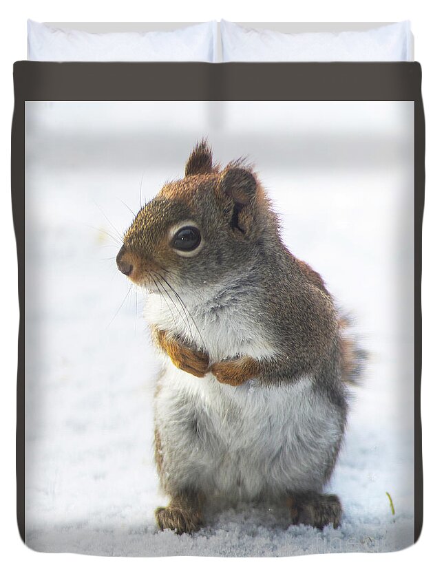 Red Squirrel Duvet Cover featuring the photograph Where's the Food? by Jane Axman
