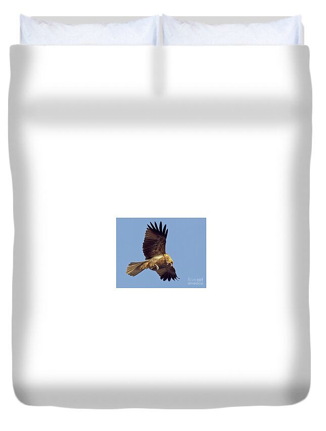 Whistling Kite Duvet Cover featuring the photograph Whistling Kite by Bill Robinson
