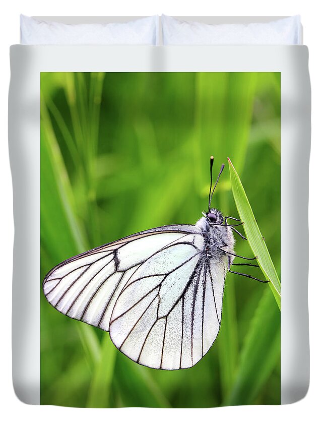 Butterfly Duvet Cover featuring the photograph White Butterfly On Green Grass by Mikhail Kokhanchikov