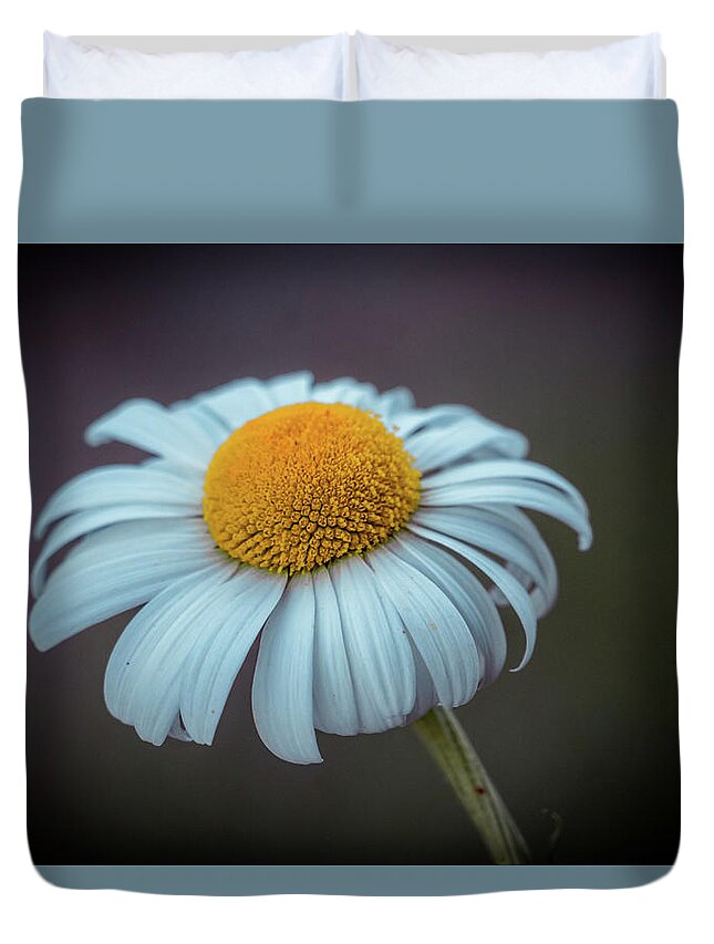 White Daisy Duvet Cover featuring the photograph White daisy by Lilia S