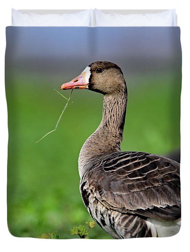  White-fronted Goose Duvet Cover featuring the photograph White-fronted Goose - Anser albifrons, Sacramento NWR by Amazing Action Photo Video