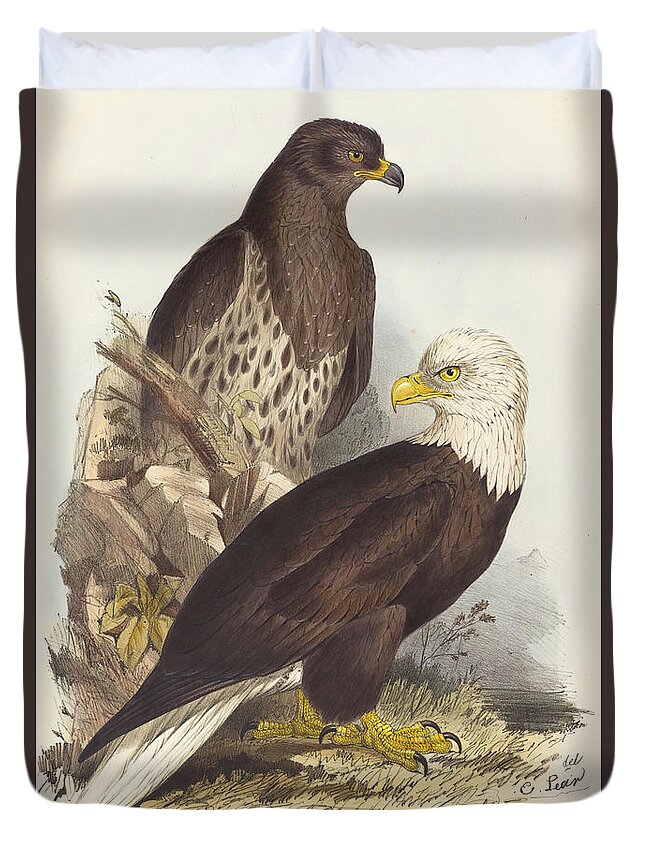  Duvet Cover featuring the drawing White Headed Eagle by Edward Lear