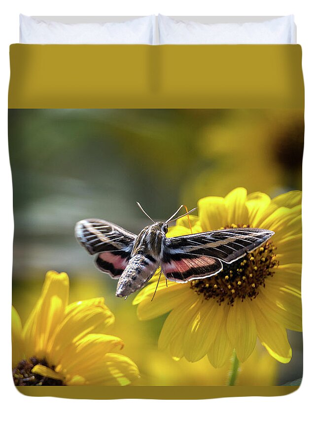 Hyles Lineata Duvet Cover featuring the photograph White-Lined Sphinx Moth Wings Spread by Debra Martz