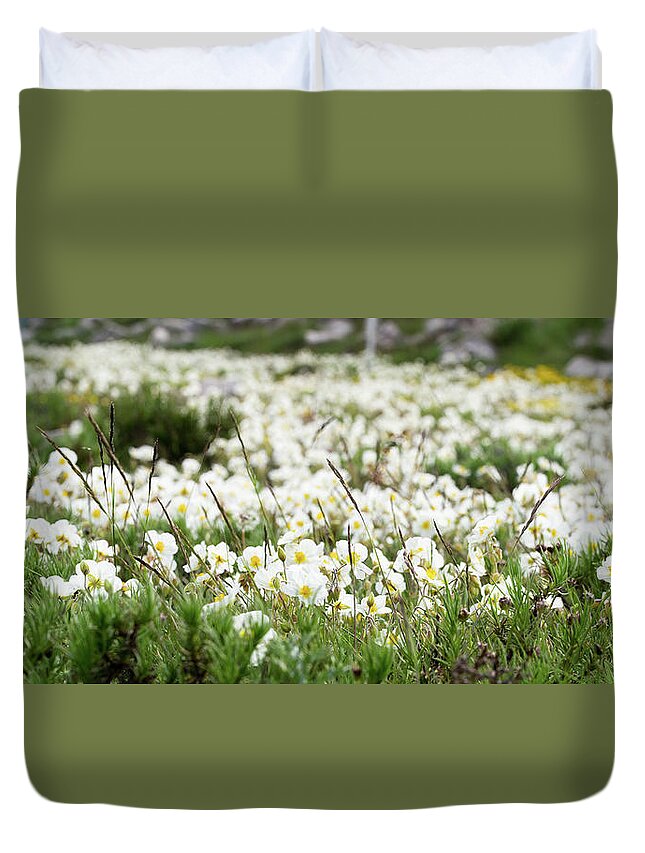 Helianthemum Duvet Cover featuring the photograph White rock-rose, Helianthemum apenninum field by Jean-Luc Farges