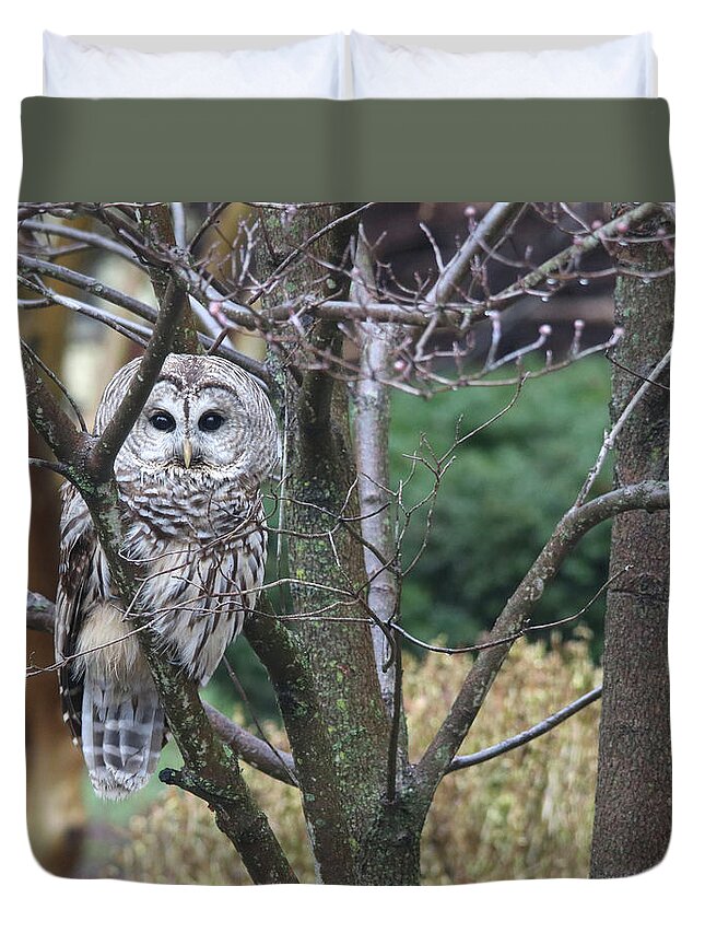 Barred Owl Duvet Cover featuring the photograph Whooo You Lookin' At? by Trina Ansel