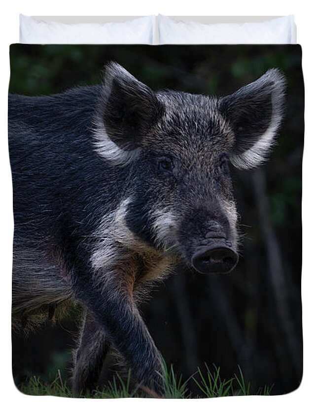 Hog Duvet Cover featuring the photograph Wild Boar 2 by Larry Marshall