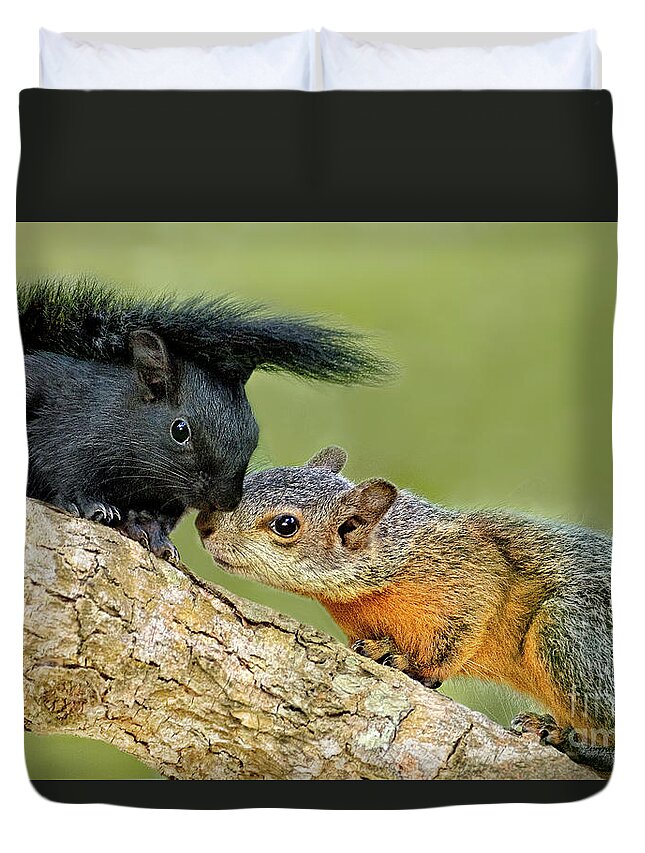 Red-bellied Squirrels Duvet Cover featuring the photograph Wild Red-bellied Squirrels Interacting by Dave Welling