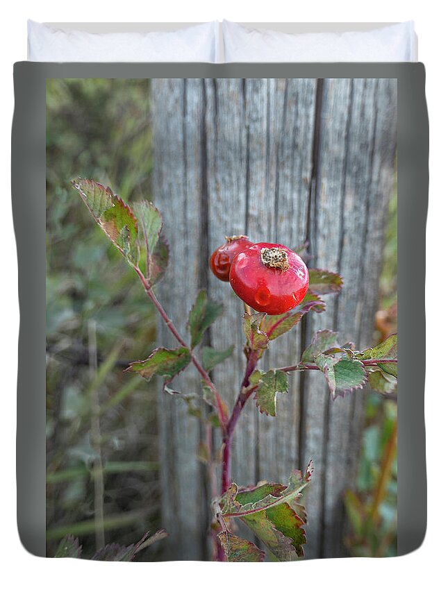 Rose Duvet Cover featuring the photograph Wild Rose Hips And Fence Post by Karen Rispin