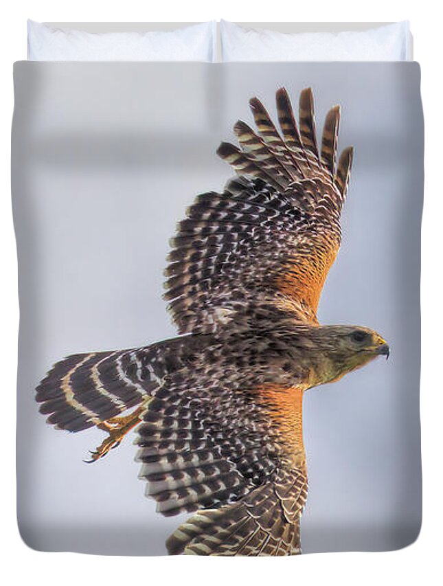 Florida Duvet Cover featuring the photograph Wildlife_Red Shoulder Hawk_Landscape_Everglades National Park_IMGL3911 by Randy Matthews