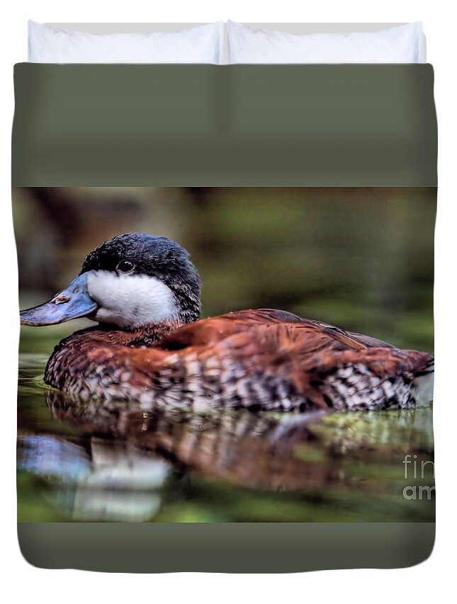 Duck Duvet Cover featuring the photograph Wildlife_Ruddy Duck_Merritt Island National Wildlife Refuge_IMG1697 by Randy Matthews