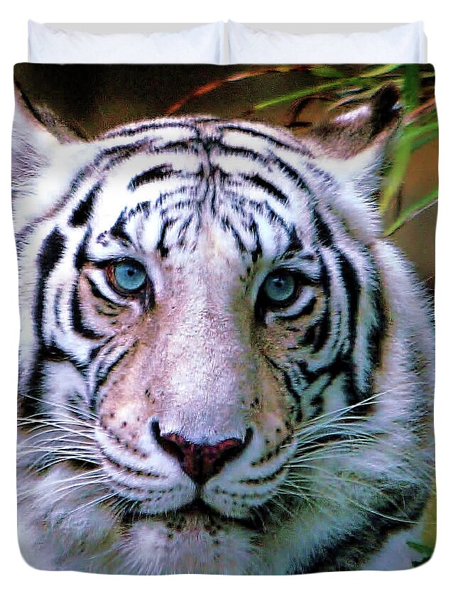 Tiger Duvet Cover featuring the photograph Wildlife_Tiger_Ice Blue Eyes of the Tiger_IMGL0075 by Randy Matthews