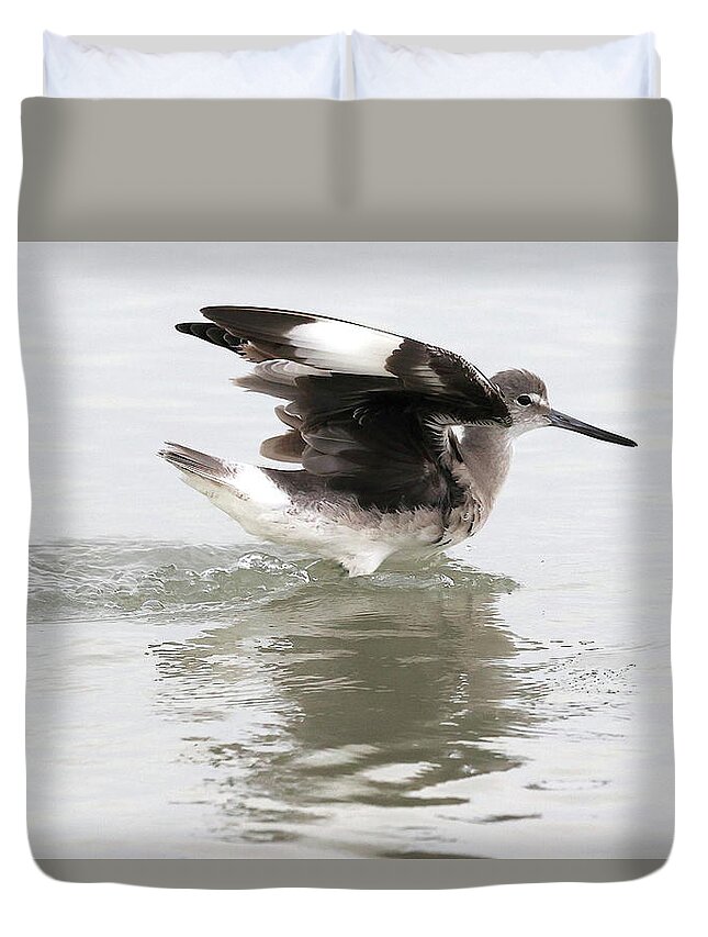 Willet Duvet Cover featuring the photograph Willet's Impressive Wings 1 by Mingming Jiang