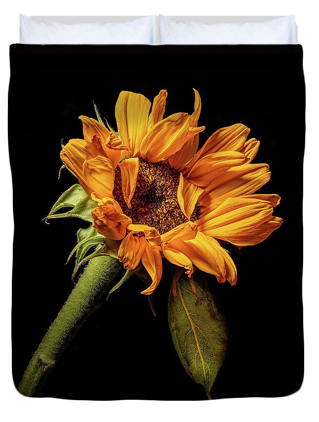 Black Background Duvet Cover featuring the photograph Wilting Sunflower #4 by Kevin Suttlehan