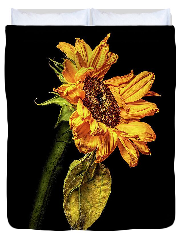 4x5 Format Duvet Cover featuring the photograph Wilting Sunflower #5 by Kevin Suttlehan