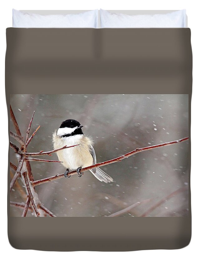 Chickadee Duvet Cover featuring the photograph Windblown Chickadee by Debbie Oppermann