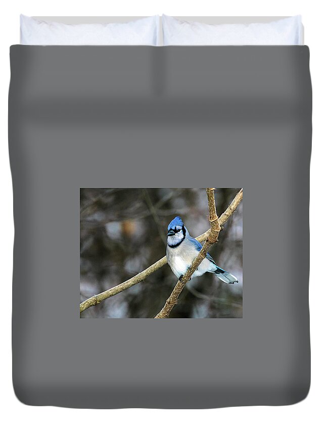 Winter Bluejay Duvet Cover featuring the photograph Winter Bluejay by Jaki Miller