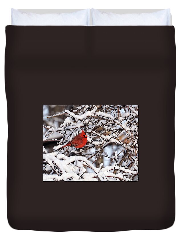 Eye Duvet Cover featuring the photograph Winter Cardinal by Scott Olsen