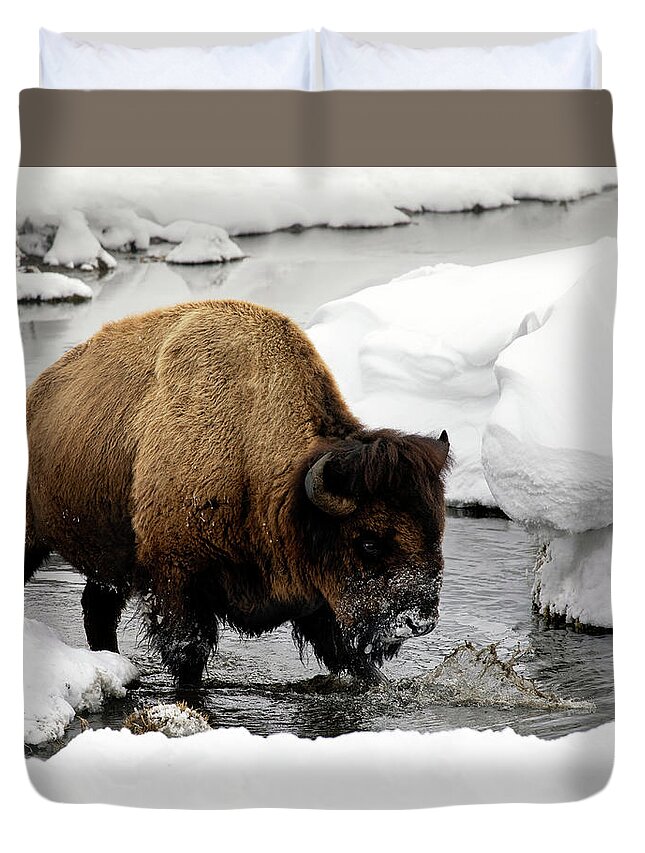 Bison Duvet Cover featuring the photograph Winter Splash by Art Cole