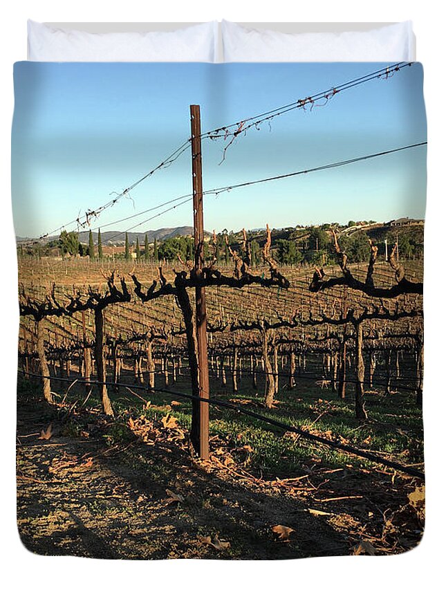 Winter Duvet Cover featuring the photograph Winter Vines Hart Winery Temecula by Roxy Rich