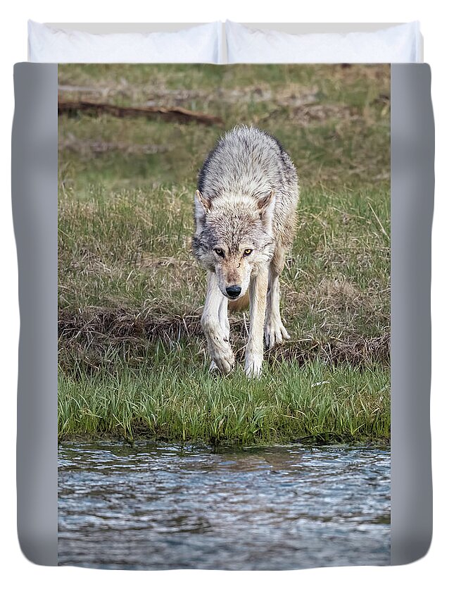 Wolf Duvet Cover featuring the photograph Wolf Strolling to the River by Joan Carroll