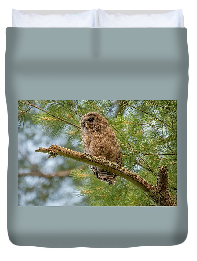 Barred Owlet Duvet Cover featuring the photograph Woods Watcher, Young Barred Owl by Marcy Wielfaert