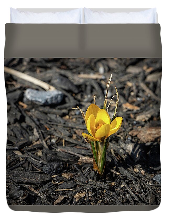 Bloom Duvet Cover featuring the photograph Yellow Crocus in Winter by Jeff Severson