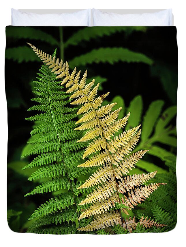 Maine Duvet Cover featuring the photograph Yellow Fern by Norman Reid