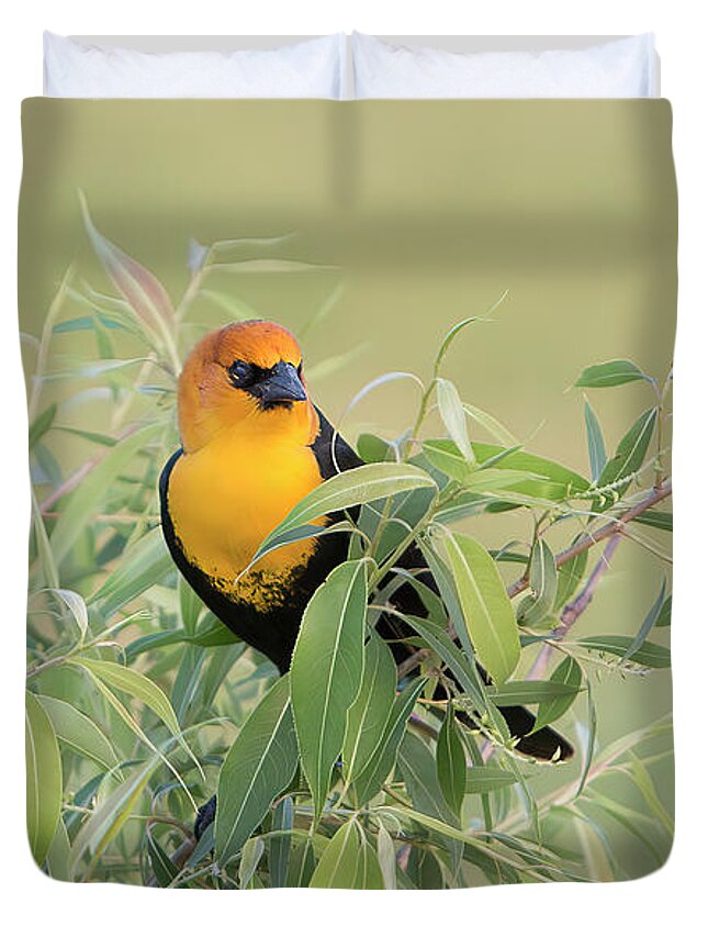 Yellow Duvet Cover featuring the photograph Yellow-headed Blackbird by Patti Deters