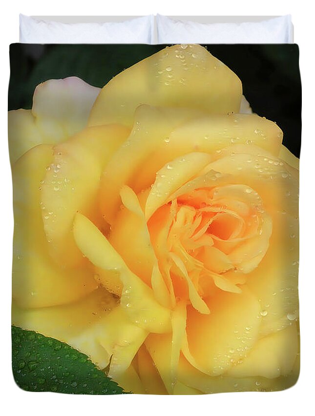 Roses Duvet Cover featuring the photograph Yellow Rose Bloom by Scott Cameron