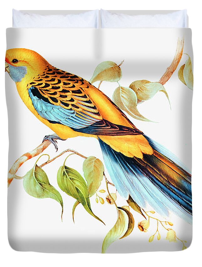 Parakeet Duvet Cover featuring the drawing Yellow-rumped Parakeet by Elizabeth Gould