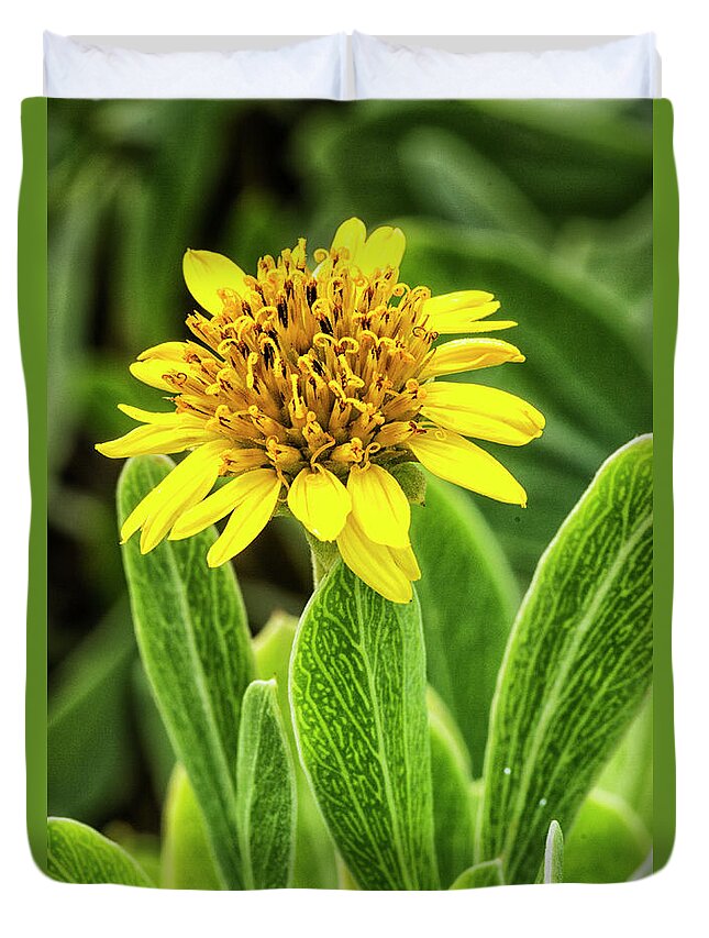 Yellow Duvet Cover featuring the photograph Yellow Wildflower in the Croatan National Forest by Bob Decker