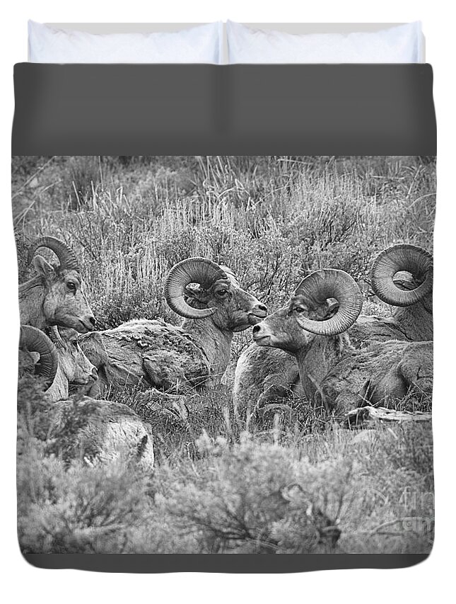 Bighorn Duvet Cover featuring the photograph Yellowstone Bighorn Cluster Black And White by Adam Jewell