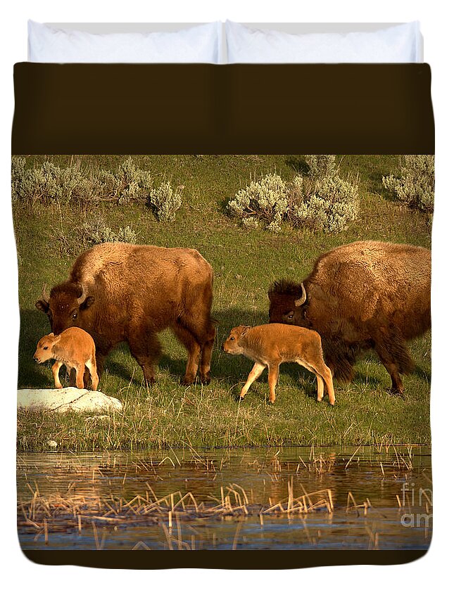Yellowstone Duvet Cover featuring the photograph Yellowstone Bison Red Dog Season by Adam Jewell
