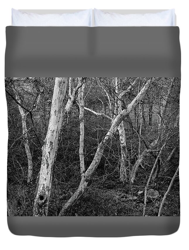 Yokohl Creek Duvet Cover featuring the photograph Yokohl Creek Sycamore Trees by Brett Harvey