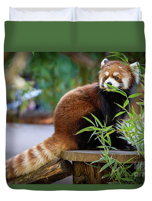 David Levin Photography Duvet Cover featuring the photograph You Can't See Me by David Levin