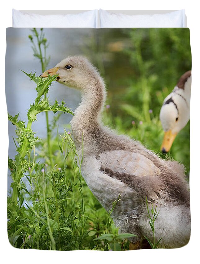Gans Duvet Cover featuring the photograph Young bar-headed goose nibbling on vegetation by Nick Biemans