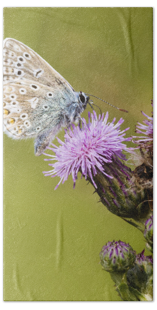 Common Blue Hand Towel featuring the photograph Blue Butterfly by Chris Smith