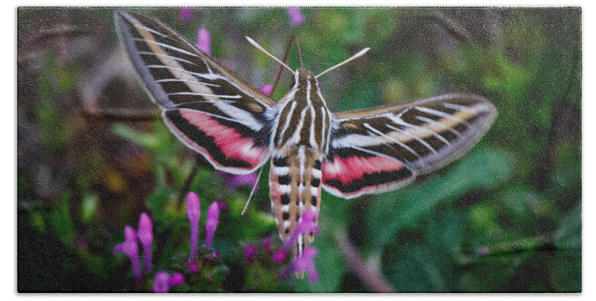  White-lined Sphinx Bath Towel featuring the photograph Hummingbird Moth Print by Doug Long
