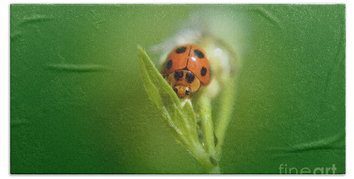 Animal Bath Towel featuring the photograph Ladybug by Michelle Meenawong