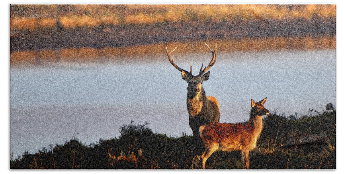 Stag Hand Towel featuring the photograph Lochside by Gavin Macrae