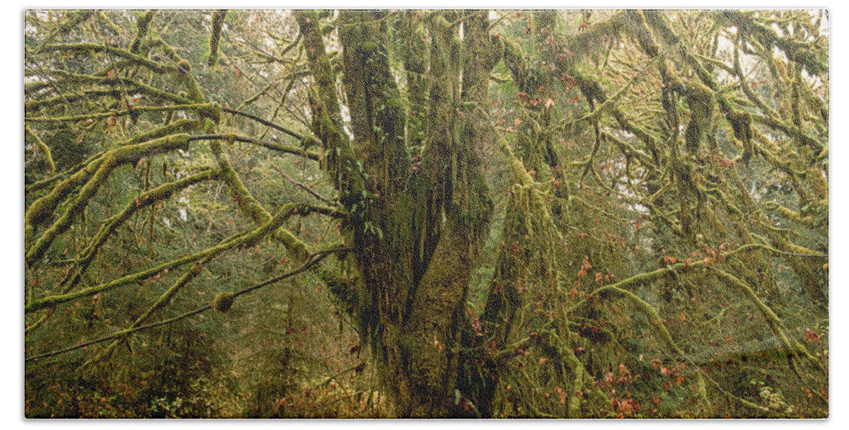 Moss-covered Tree Bath Towel featuring the photograph Moss-covered Big Leaf Maple tree by Tracy Knauer