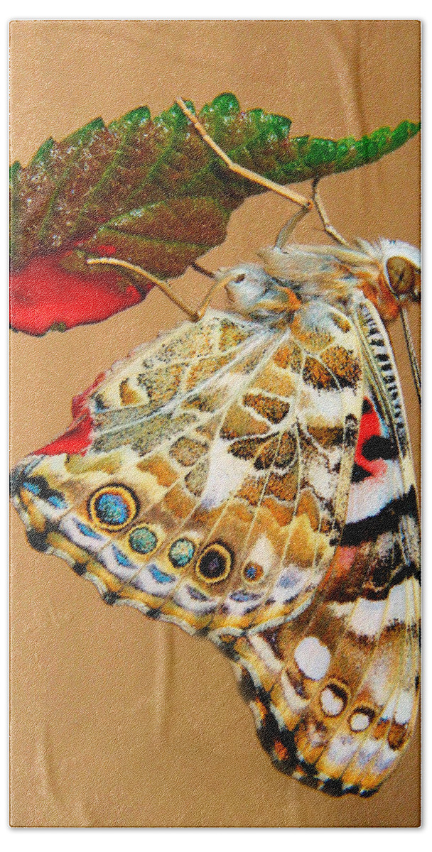 Butterfly Bath Towel featuring the photograph Painted Lady Butterfly by David and Carol Kelly