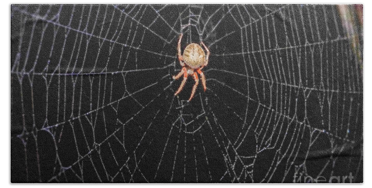 Spider Web Bath Towel featuring the photograph Spider in Web by Peggy Franz