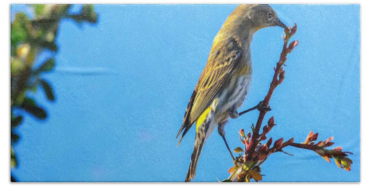 Small Hand Towel featuring the photograph Yellow-rumped Warbler by Robert Bales