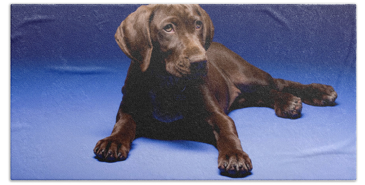 Animal Hand Towel featuring the photograph A German Shorthaired Pointer Sitting #1 by Tom Bol