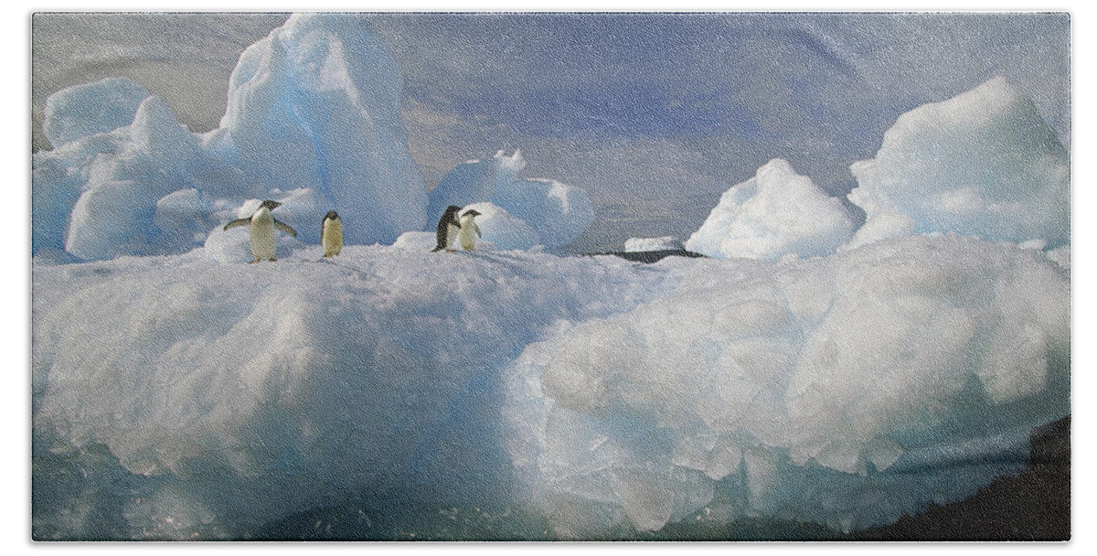 Feb0514 Bath Towel featuring the photograph Adelie Penguins On Iceberg Antarctica #1 by Colin Monteath